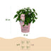 Garden Hydrangea Groundbreaker Blush, hardy, pink, 20-25cm Bild 3
