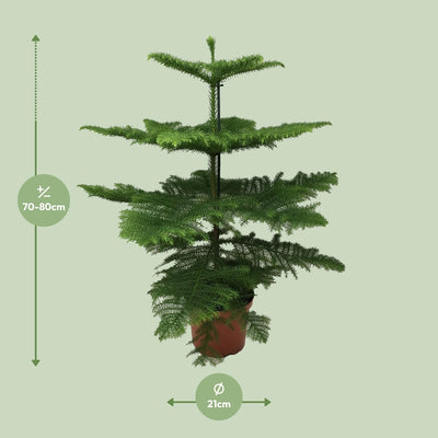 Araukarie (Araucaria heterophylla) - Ø21cm - 70cm hoch
