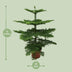 Araukarie (Araucaria heterophylla) - Ø21cm - 70cm hoch Bild 2