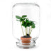 Easyplant Coffea Arabica: Lebende Zimmerpflanze mit minimaler Pflege Bild 1