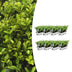 8 x 6er Pack Ilex crenata 'Jenny' - Ø7 cm - ↕15 cm Bild 1