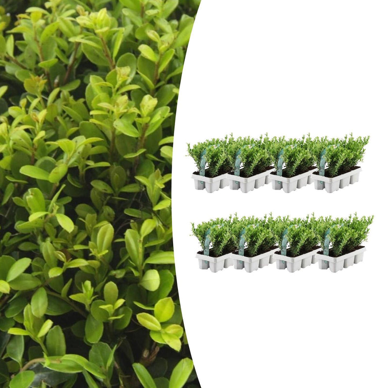 8 x 6er Pack Ilex crenata 'Jenny' - Ø7 cm - ↕15 cm