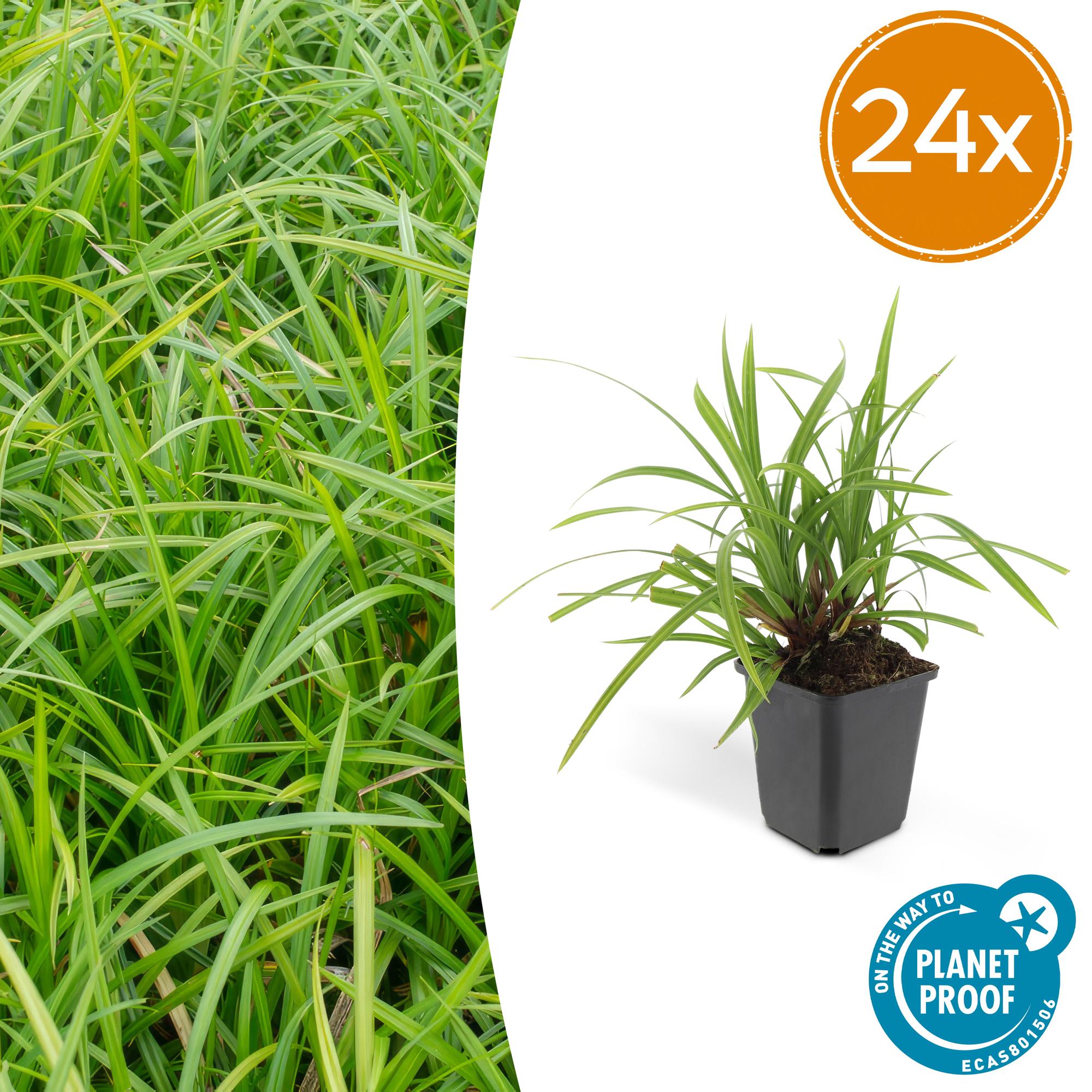24x Carex morrowii 'Irish Green' - ↕10-25cm - Ø9cm
