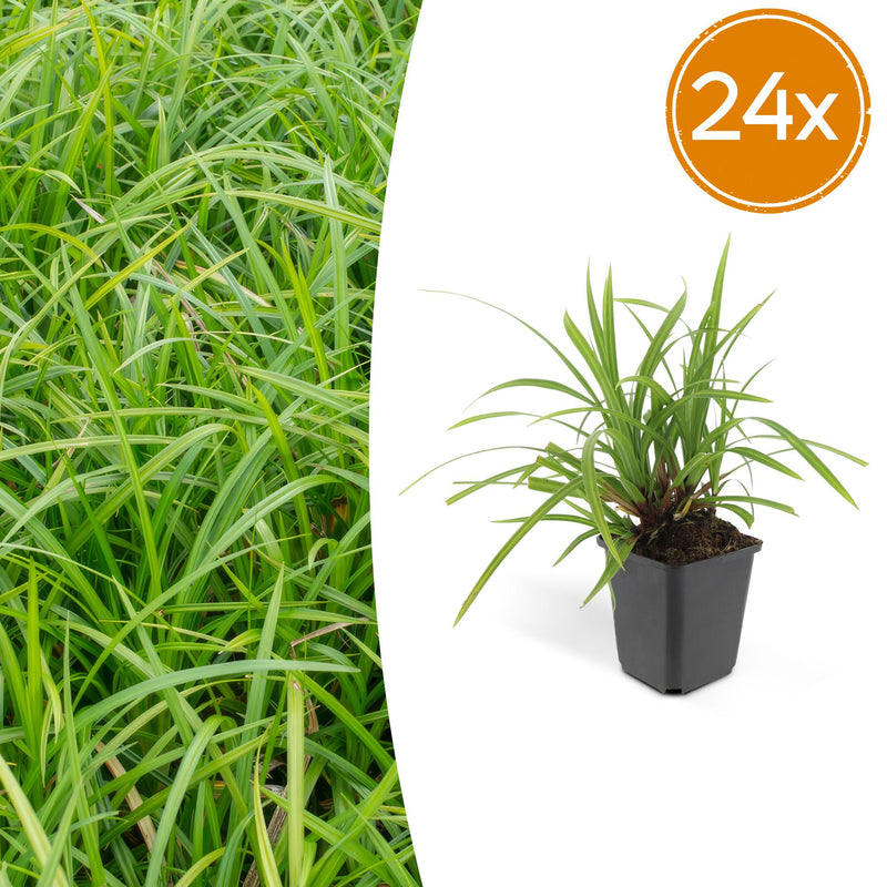 24x Japanisches Schwingelgras 'Irish Green' 10-25cm