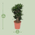 Dracaena Compacta (Drachenbaum) Ø24cm - ↕80cm Bild 2