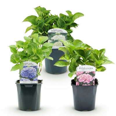 GreenboutiQ - Hortensie - Hydrangea macrophylla Tricolour - Blüte Blau, Rosa und Weiß - 3 Pflanzen - Laubabwerfend - Wenig Pflege - Topf 17cm Höhe 30cm