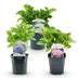 GreenboutiQ - Hortensie - Hydrangea macrophylla Tricolour - Blüte Blau, Rosa und Weiß - 3 Pflanzen - Laubabwerfend - Wenig Pflege - Topf 17cm Höhe 30cm Bild 11