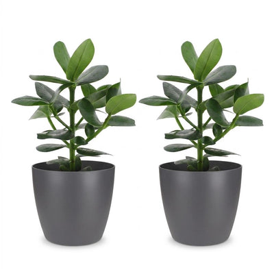 Green boutiQ - Clusia Princess - Clusia - 2 Pflanzen - mit Potter Grijs - Topf 12cm - Höhe - 40cm