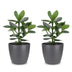 Green boutiQ - Clusia Princess - Clusia - 2 Pflanzen - mit Potter Grijs - Topf 12cm - Höhe - 40cm Bild 2