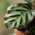 Green boutiQ - Calathea Makoyana - Pfauenpflanze - 4 Pflanzen - mit Korb - Topf 12cm - Höhe - 25cm Bild 4