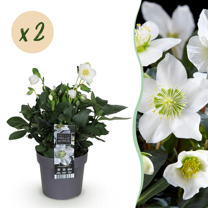 Weihnachtsrose 'Christmas Carol' - Weiße Blüte, 2 Pflanzen, Immergrün