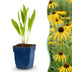 Echinacea paradoxa 'Sonnenhut' - 6x Gelb, bienenfreundlich Bild 1