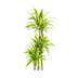 Dracaena Lemon Lime Ø27cm - 170-190cm: Zimmerpflanze mit Streifen Bild 3