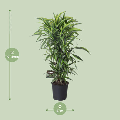 Dracaena Fragrans Lemon Lime Vertakt - 120cm