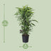 Dracaena Fragrans Lemon Lime Vertakt - 120cm Bild 2