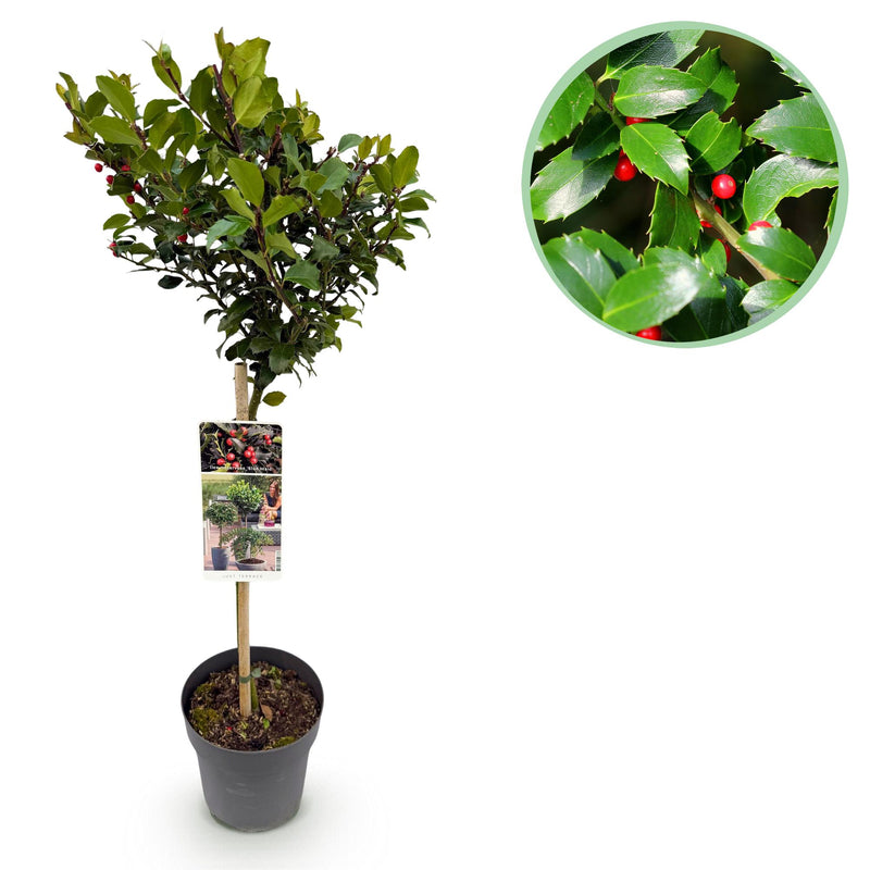 Ilex meserveae Blue Maid Stamm-Pflanze: Immergrün, winterhart, rote Beeren