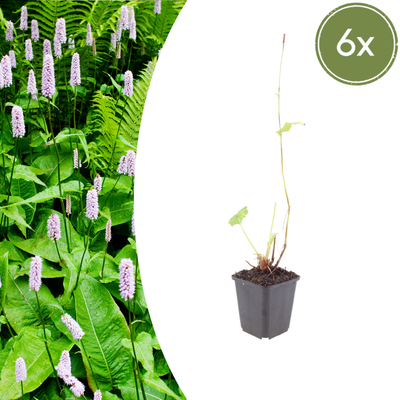 6x Persicaria 'Alba' - Weiße Blütenähren, 10-25cm
