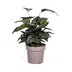 Calathea Ornata Sanderiana, Ø27cm, 60-80cm hoch Bild 1