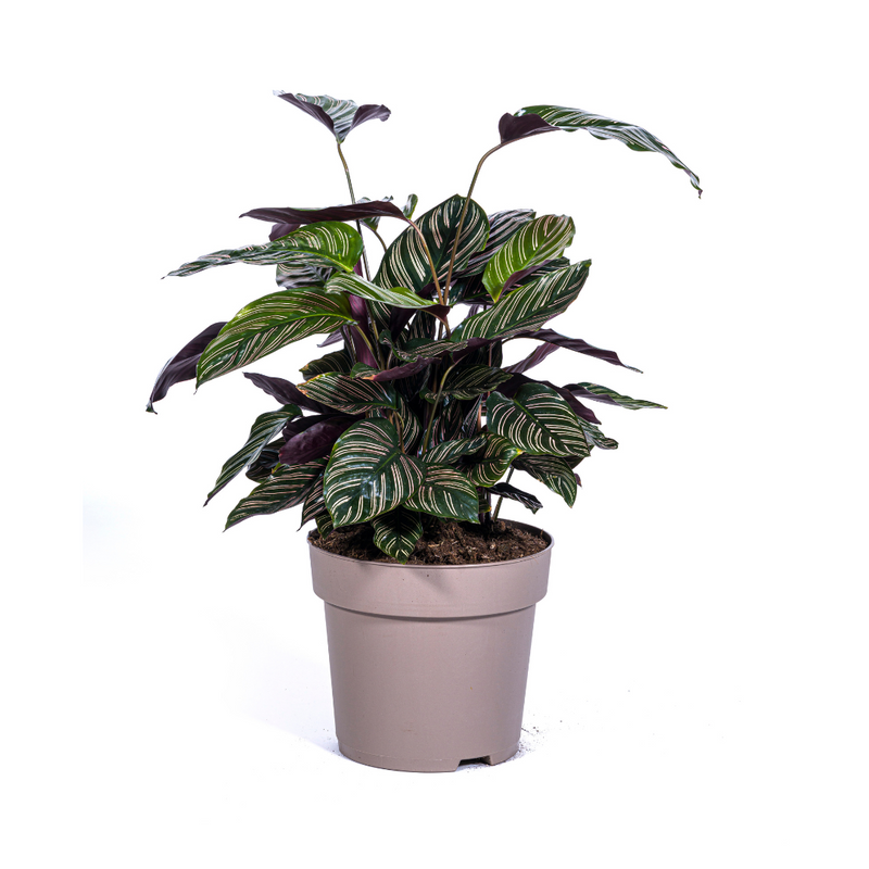 Calathea Ornata Sanderiana, Ø27cm, 60-80cm hoch