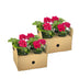 8x Hängegeranien 'Mexica Ruby' Ø12 cm - 20 cm Bild 3
