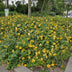 6x Hypericum 'Hidcote' - ↕10-25cm - Ø9cm Bild 6