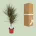 Dracaena Bicolor (Drachenbaum) - Ø17cm, ↕75cm Bild 4