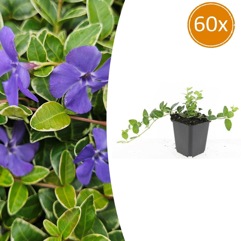 60x Kleines Immergrün 'Argenteovariegata' - 10-25cm - Ø9cm