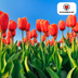 Tulpenzwiebeln Dafeng – 20 Stück | KH Bloembollen® | Orange Tulpe – Großblütig & Elegant – Für Garten oder Topf – Größe 11/12 – Frisch vom Züchter! Bild 2