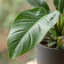 Philodendron Imperial Green - Pflegeleichte Zimmerpflanze mit Übertopf Bild 4