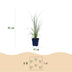 Green boutiQ - Gräser - Cortaderia sell. Pumila - Zwerg-Pampasgras - Mit Feder - Grau - 6 Pflanzen - Topf 11cm - Höhe 15-25cm Bild 3