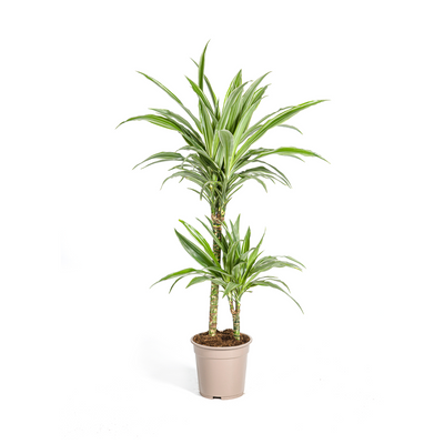 Dracaena Deremensis White Stripe Topf Ø19cm, 70-90cm hoch