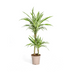 Dracaena Deremensis White Stripe Topf Ø19cm, 70-90cm hoch Bild 1