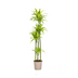 Dracaena Lemon Lime Ø27cm - 170-190cm: Zimmerpflanze mit Streifen Bild 1