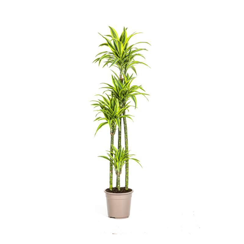 Dracaena Lemon Lime Ø27cm - 170-190cm: Zimmerpflanze mit Streifen