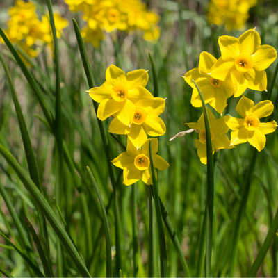 Baby Boomer daffodil 25 pieces