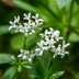 24x Waldmeister (Galium odoratum) - 10-25cm, Topf Ø9cm Bild 6