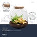 Pflanzenterrarium Emma Mini DIY-Kit mit Fittonia & Farn ↑20cm Ø19cm Bild 3