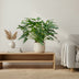 Philodendron Xanadu, tropische Zimmerpflanze, ca. 60 cm Bild 2