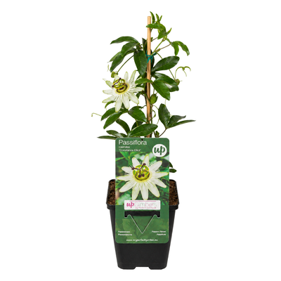 3x Passiflora Constance Elliott, weiße Passionsblume, P9 Topf