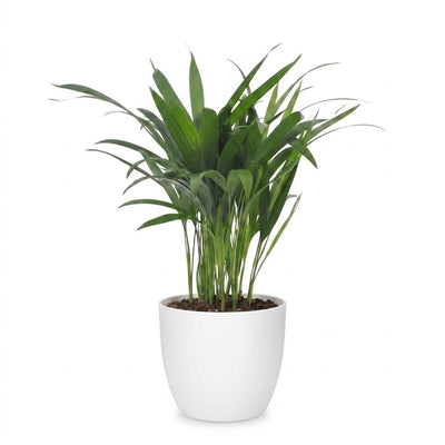 Green boutiQ - Areca Lutescens - Goldfruchtpalme - 1 Plant - mit Potter Wit - Topf 12cm - Höhe - 45cm