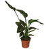 Strelitzia Nicolai (Paradiesvogelblume) 65cm, Topf Ø17cm Bild 1