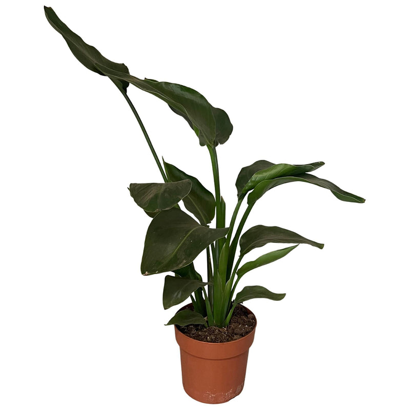Strelitzia Nicolai (Paradiesvogelblume) 65cm, Topf Ø17cm
