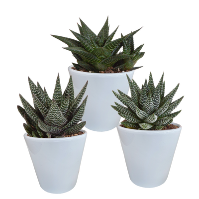 Gasteria/Haworthia-Mix: 3 Sukkulenten im weißen Topf (8,5 cm)