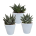 Gasteria/Haworthia-Mix: 3 Sukkulenten im weißen Topf (8,5 cm) Bild 1