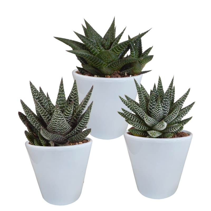 Gasteria/Haworthia-Mix: 3 Sukkulenten im weißen Topf (8,5 cm)