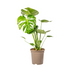 Monstera Deliciosa Tauerii Ø19cm - ↕70 - 90cm Bild 2