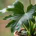 Philodendron Lickety Split, pflegeleichte Zimmerpflanze, 70cm Bild 4