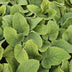 24x Phlomis russeliana - ↕10-25cm - Ø9cm Bild 6