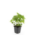 24x Geranium nodosum - ↕10-25cm - Ø9cm Bild 2