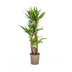 Yucca Elephantipes Ø24cm - 120-140cm: Robuste Zimmerpflanze Bild 1